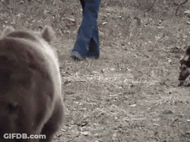 Cop Chased By Brown Bear GIF