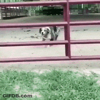 Copy Of Bill Of Rights GIF