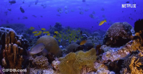 Coral Reef With Fish And Netflix Logo GIF