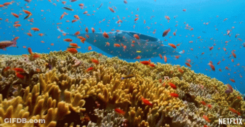 Coral Reef With Fish And Netflix Logo GIF