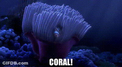 Coral Reef With Fish Swimming Around Saying Coral GIF