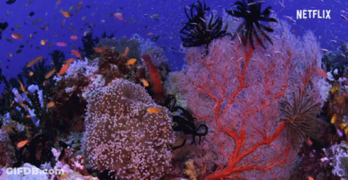 Coral Reef With Netflix Logo GIF