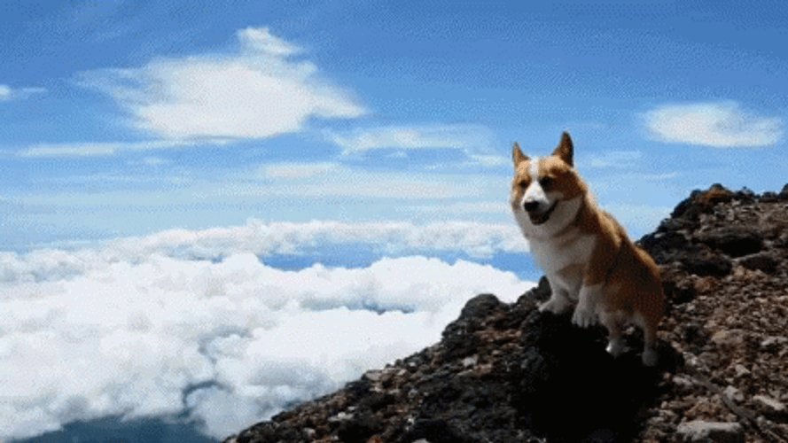 Corgi Above Clouds GIF
