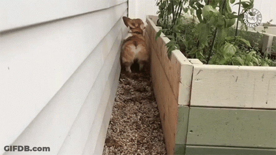 Corgi Back It Up GIF