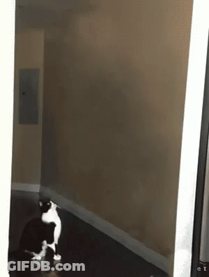 Corgi Blowing Pink Bubblegum Balloon GIF