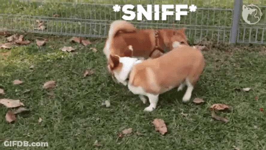 Corgi Butt Sniff GIF