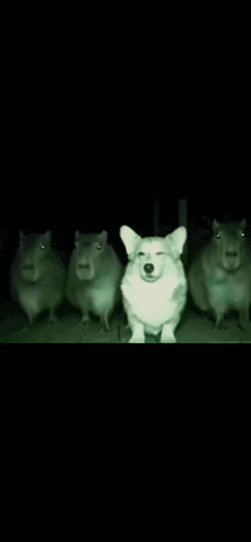 Corgi Capybara GIF