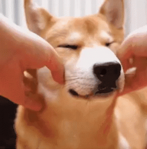 Corgi Chubby Cheeks GIF
