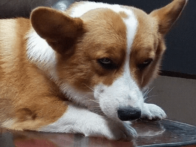 Corgi Death Stare GIF