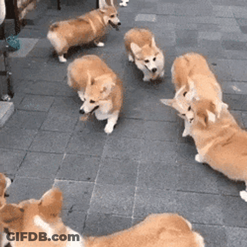Corgi Dog Gang GIF