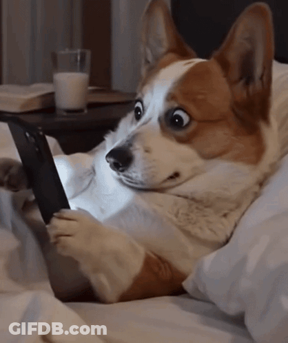 Corgi Dog Looking At Phone On Bed GIF