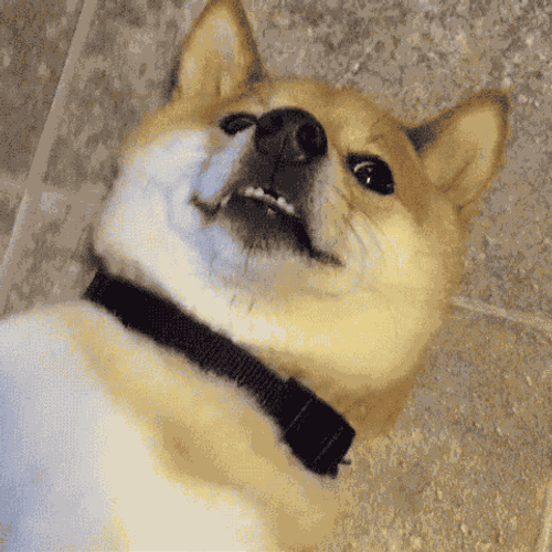 Corgi Dog Looking Intently GIF