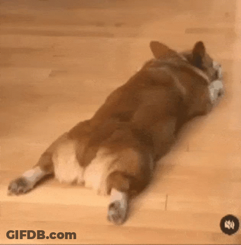 Corgi Dog Lying On Back On Wooden Floor GIF