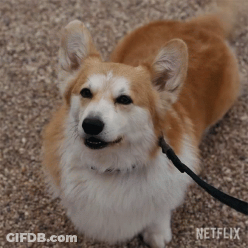 Corgi Dog On Leash Looking Up GIF