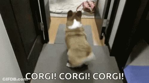 Corgi Dog Standing Under Corgi! Corgi! Corgi! GIF