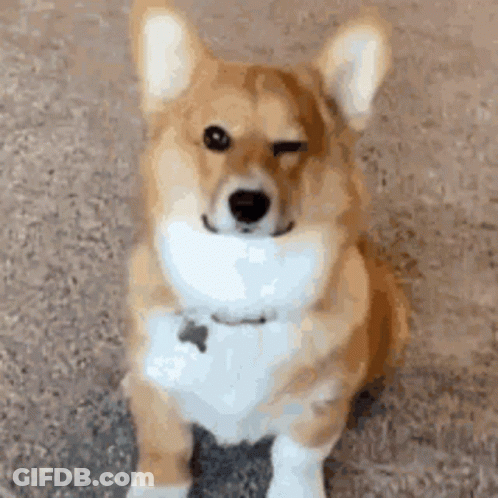 Corgi Dog Winking GIF
