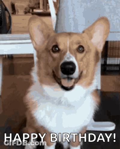 Corgi Dog With Birthday Hat Saying Happy Birthday GIF