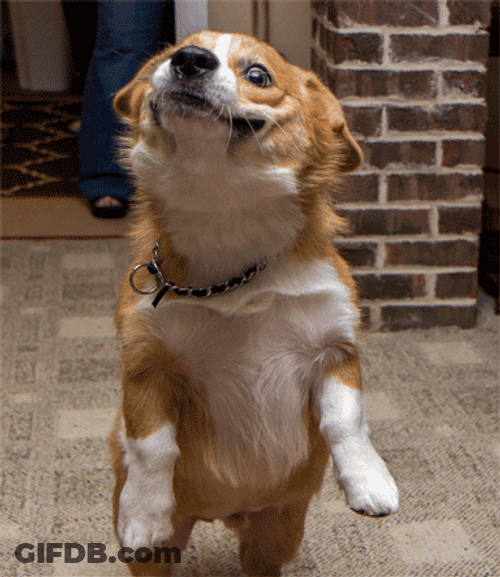 Corgi Doggo Wat GIF