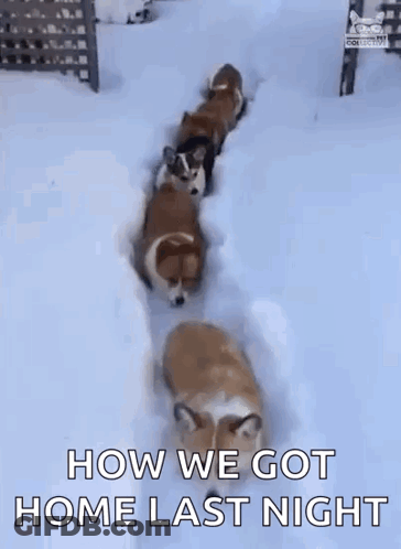 Corgi Dogs Running In Snow GIF