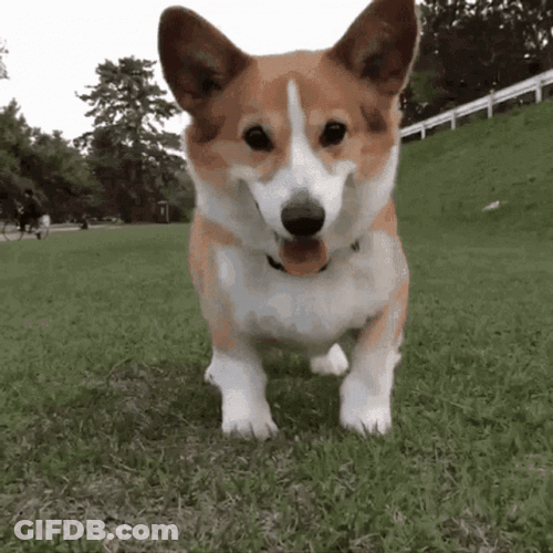Corgi Happy Dog GIF