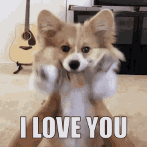 Corgi I Love You GIF
