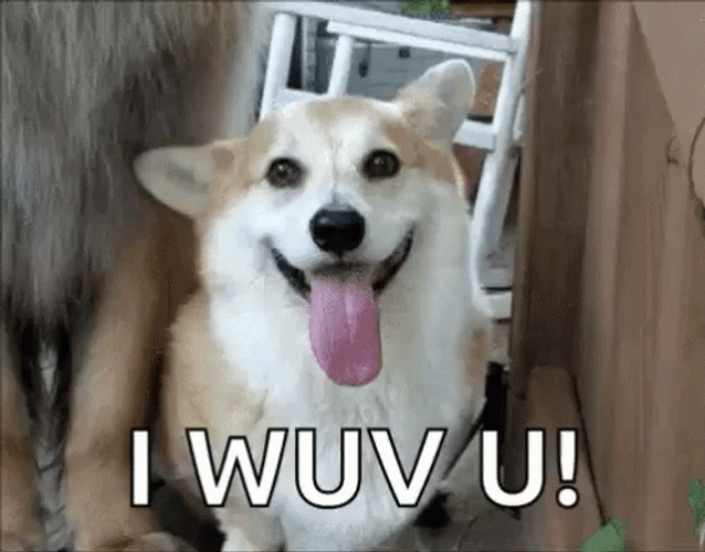 Corgi I Wuv U GIF