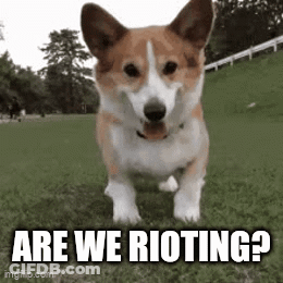 Corgi In Grass Saying Are We Rioting GIF