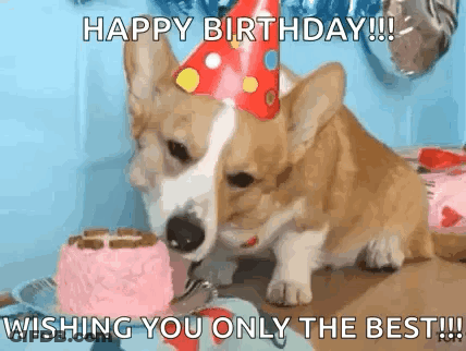 Corgi In Party Hat Eating Pink Birthday Cake GIF