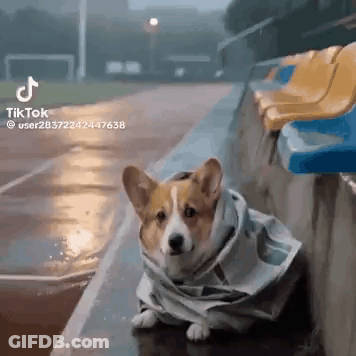 Corgi In Raincoat On Bench In Rain GIF