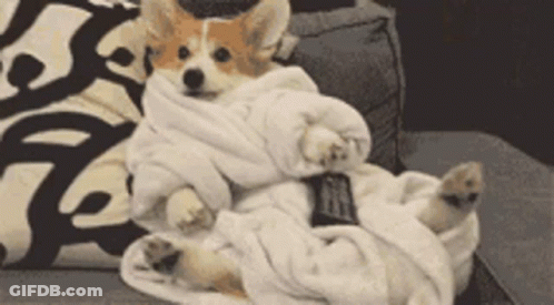 Corgi In White Blanket On Couch GIF