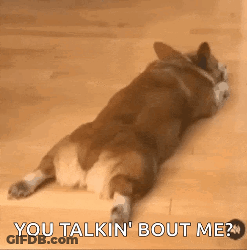 Corgi Laying On Back On Wood Floor Saying You Talkin Bout Me GIF
