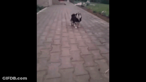 Corgi Lying On Back Saying You Talkin Bout Me GIF