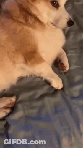 Corgi Lying On Blue Blanket GIF