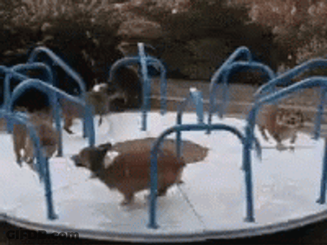 Corgi Merry Go Round Ride GIF
