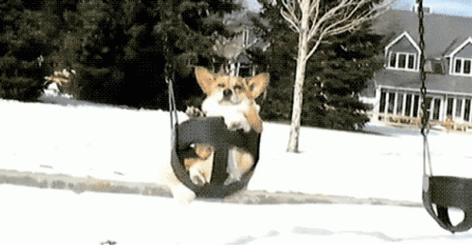 Corgi On Swing GIF