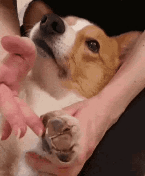 Corgi Paw Cuddle GIF