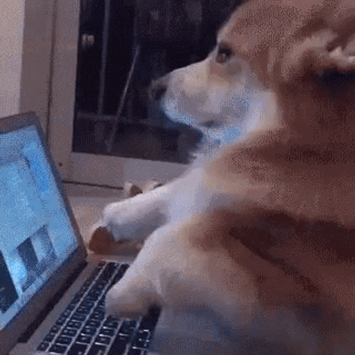 Corgi Playing Laptop GIF