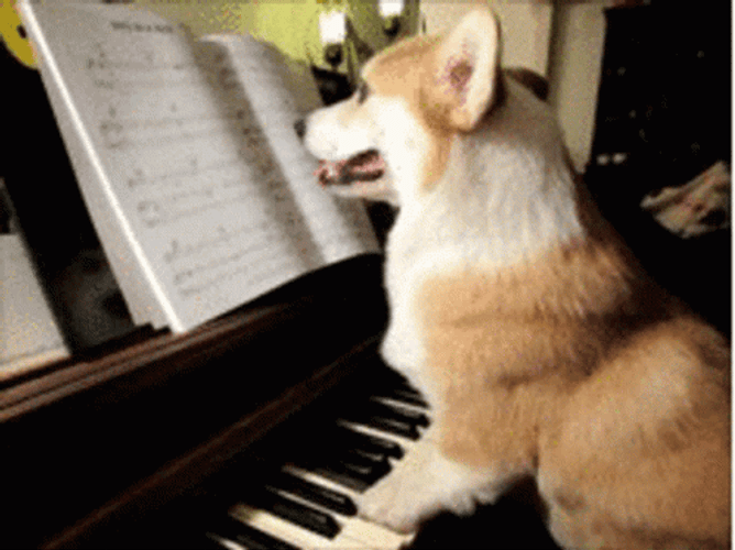 Corgi Playing Piano GIF