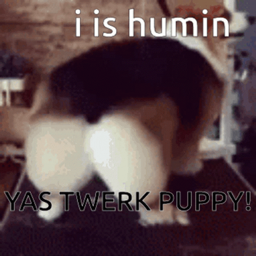 Corgi Pup Funny Twerk GIF