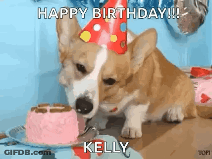 Corgi Puppy In Party Hat Eating Birthday Cake GIF