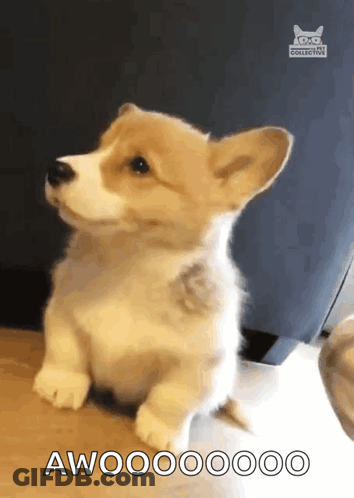 Corgi Puppy Sitting With Awooooooo GIF