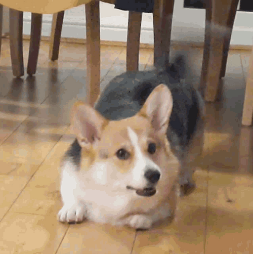 Corgi Puppy Wiggling Tail GIF