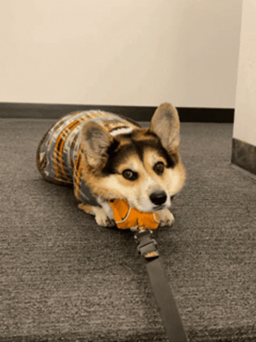Corgi Roll Over GIF