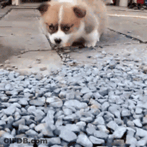 Corgi Searching Cute Animal GIF