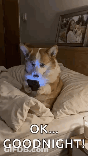 Corgi Sitting On Bed Holding Cell Phone GIF