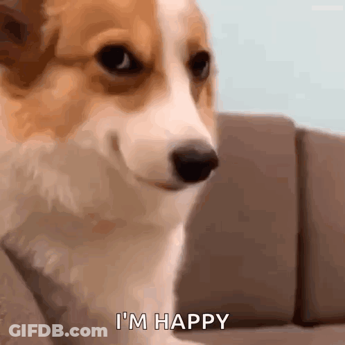 Corgi Sitting On Couch Smiling Saying I'm Happy GIF