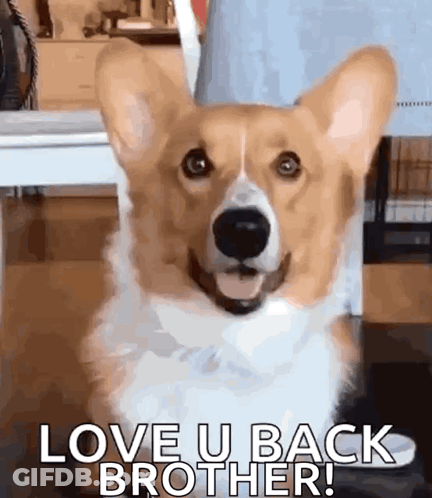 Corgi Smiling Saying Love U Back Brother GIF