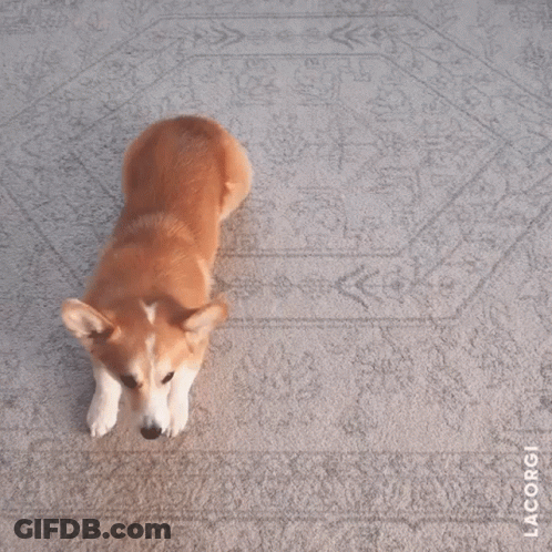 Corgi Standing On Hind Legs GIF