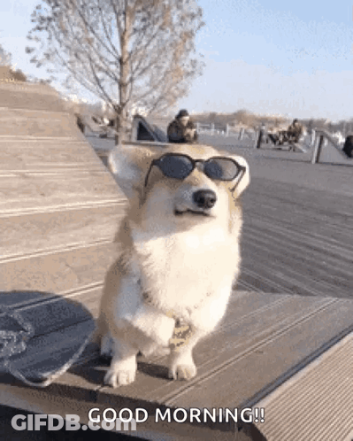 Corgi Standing On Wooden Bench With Sunglasses GIF