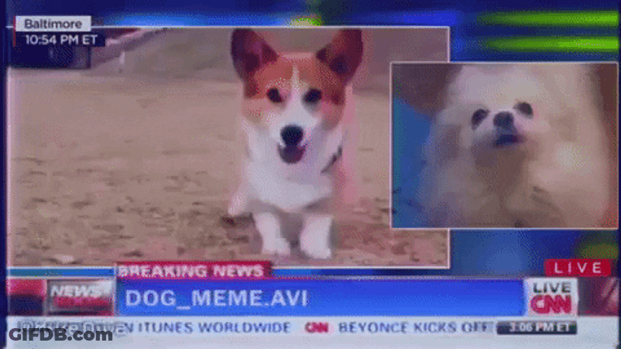 Corgi Stomping Little Feet Doge Meme GIF